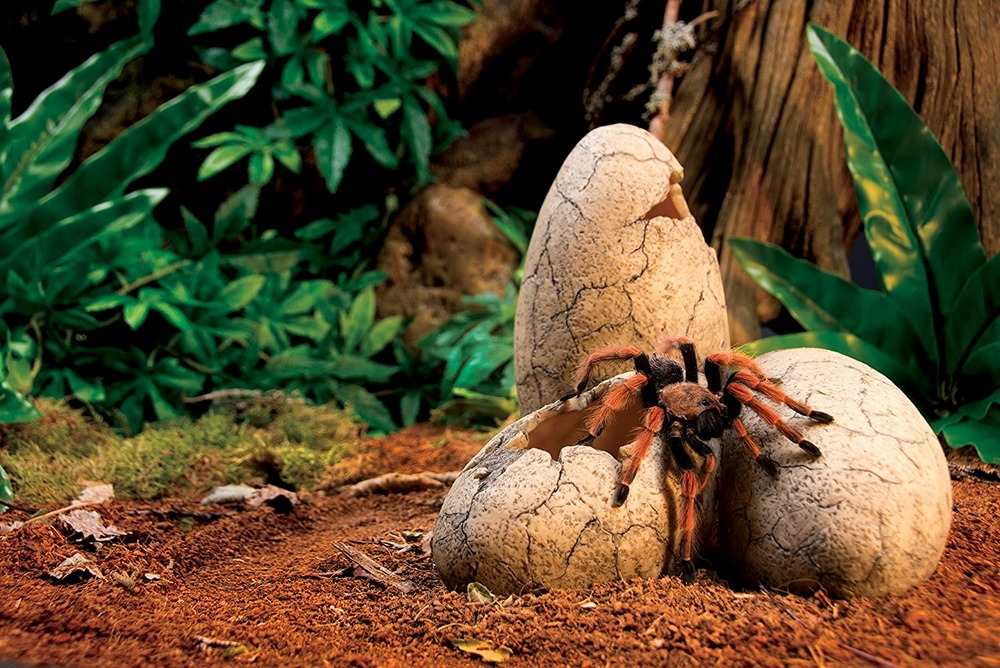 Exoterra cachette oeuf pour reptile moyen