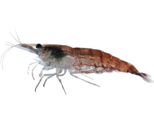 Shrimp Fire dwerggarnaal - Neocaridina heteropoda