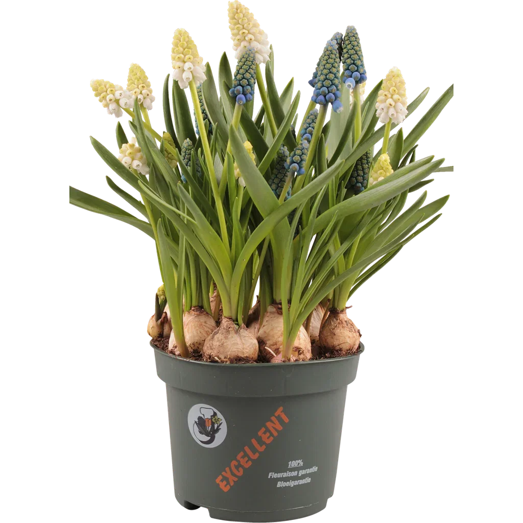 Perleblomst  'White & Blue ' Ø12 cm