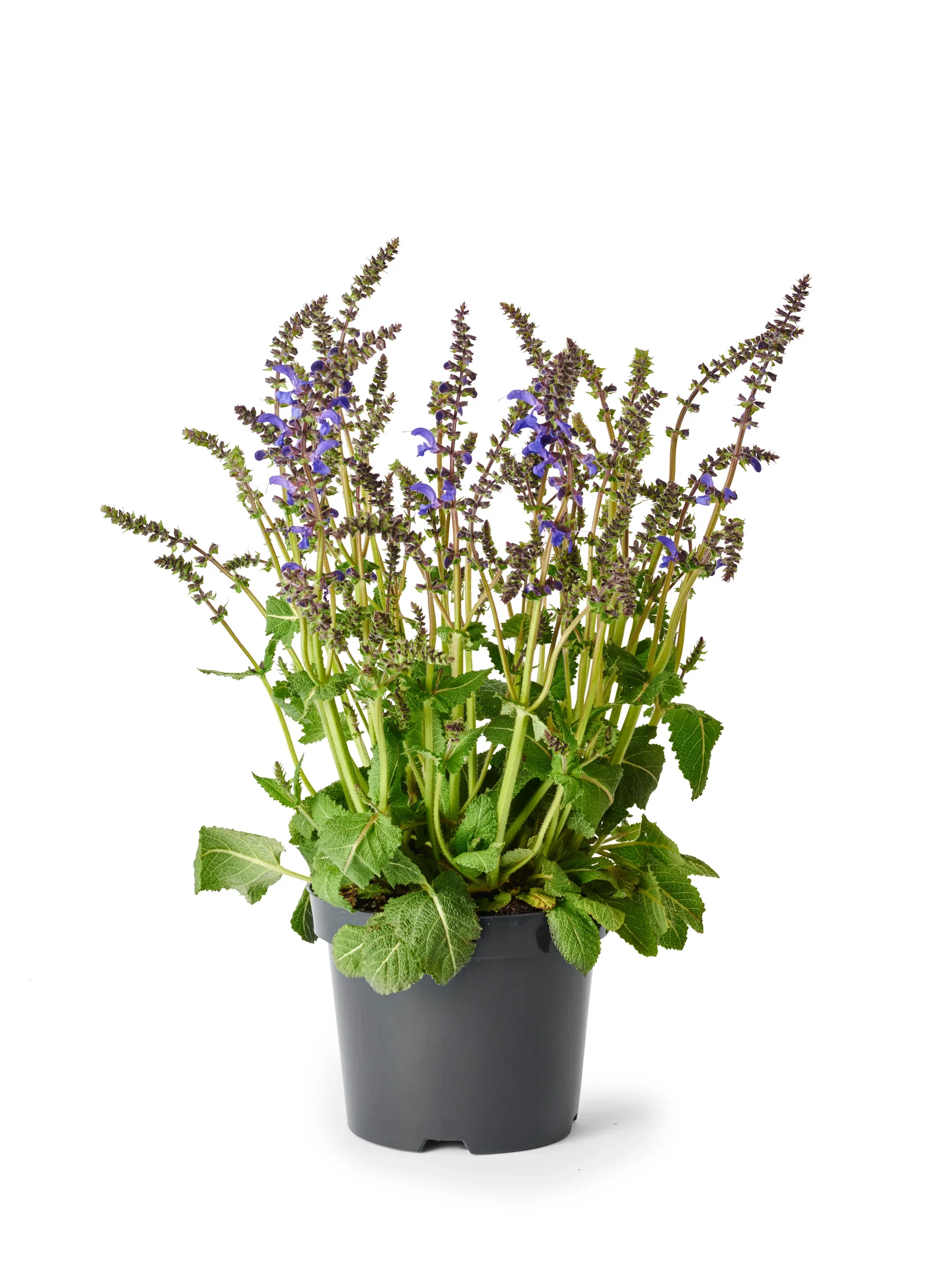 Salvia fashionista Blue Engsalvie Ø19 cm