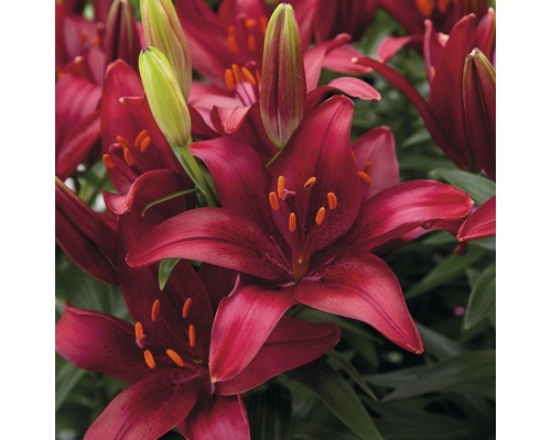 Aziatische Lelie FloraSelf Lilium asiatic Ø 19 cm pot