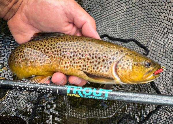 Canne Spinning St.Croix Trout Series Ultra Light