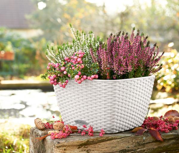 LECHUZA® Kunststoff-Topf Bacino Cottage inkl.