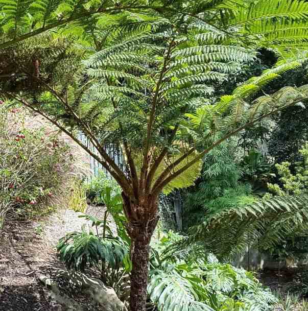 Cyathea cooperi (fougères arborescentes) taille pot de 4 litres ? 90/110 cm