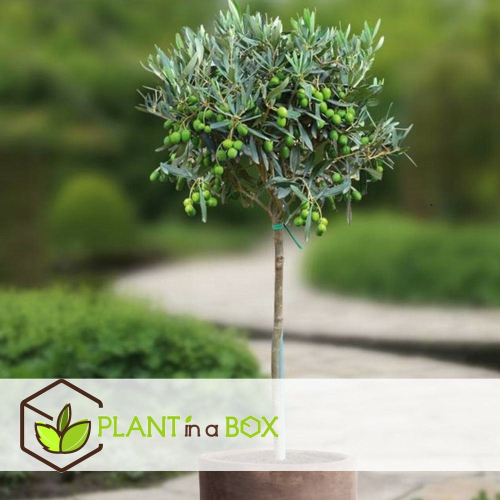 Olea europaea - olivier rustique sur tige - pot 17cm - hauteur 60-70cm