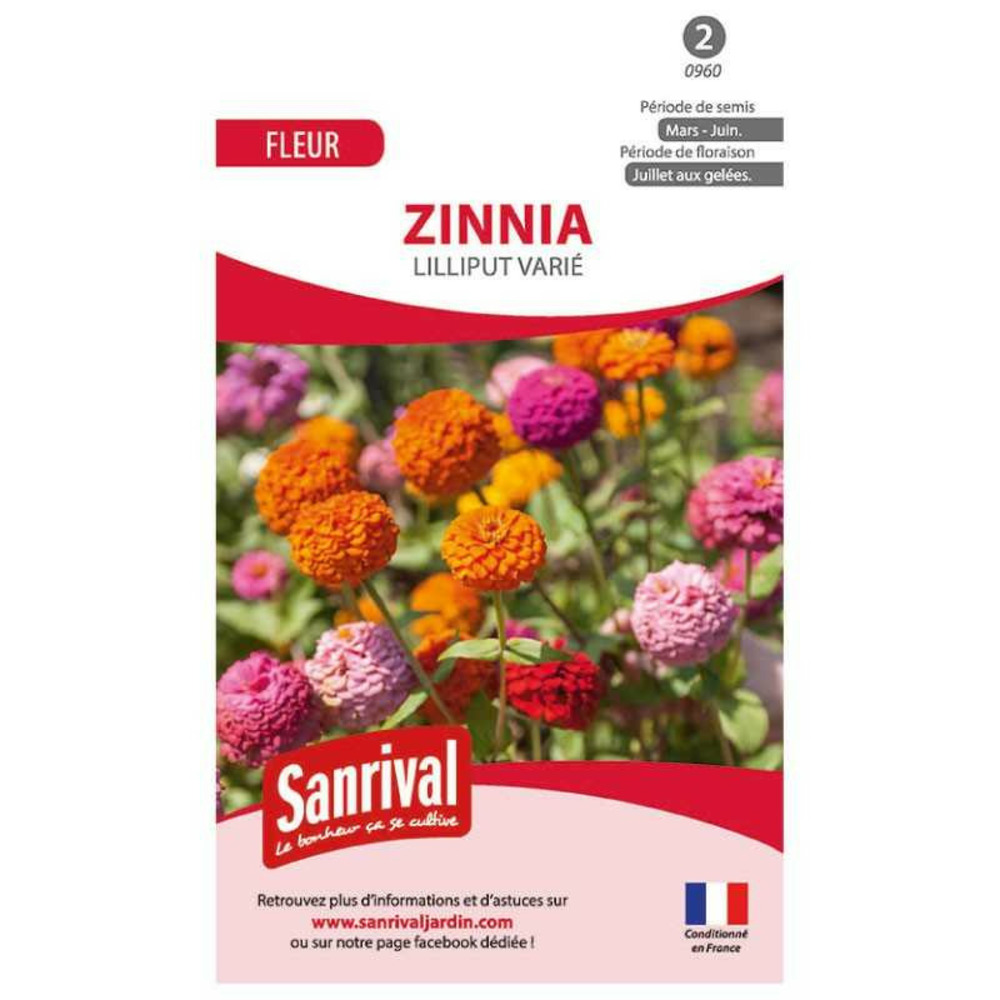 Graines de zinnia lilliput varié