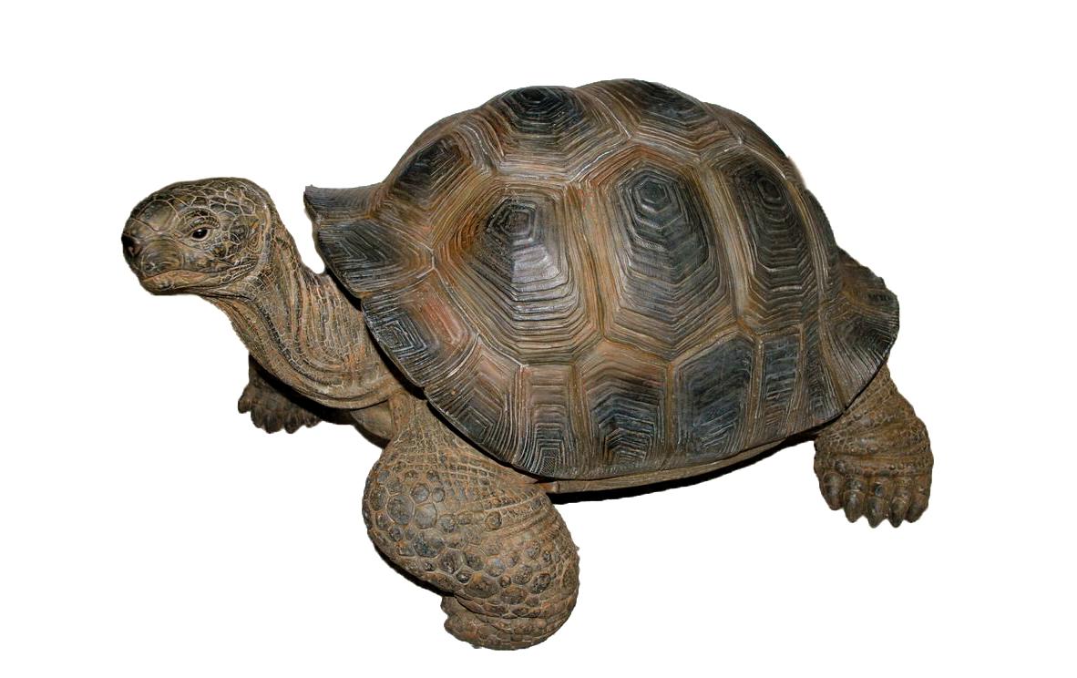 Dekofigur Schildkröte<br>Deko für Ihren Garten