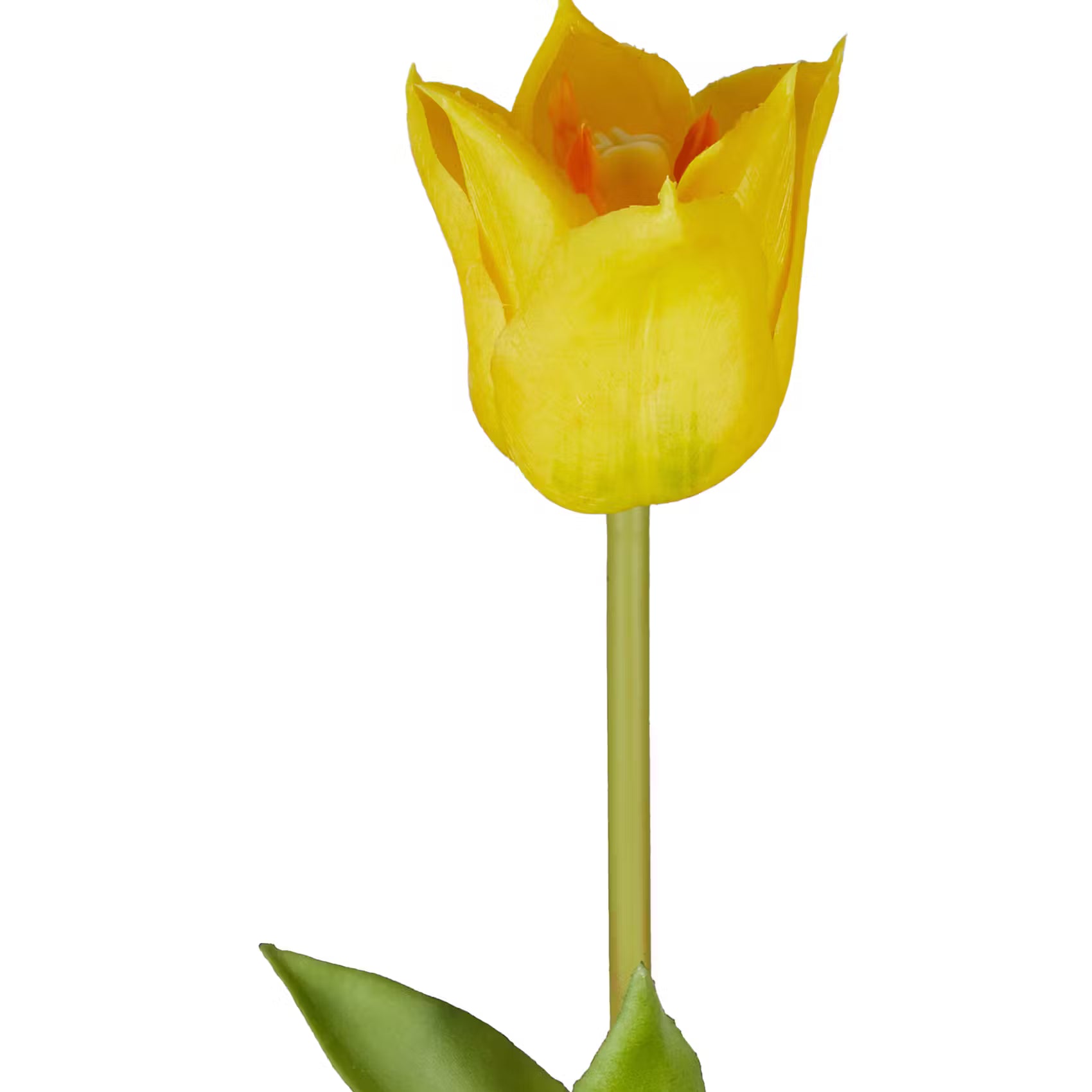 FLORISTA Tulpe 6er-Set