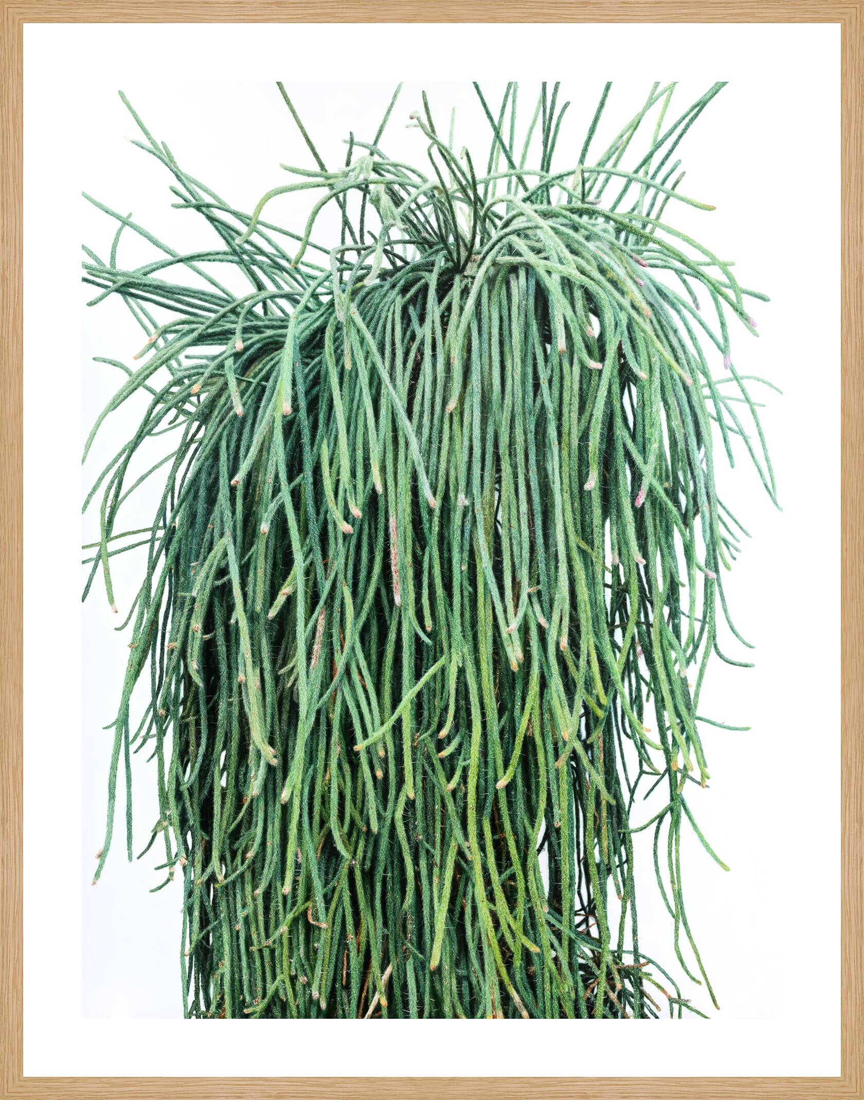 Cactus No. 91 by Kwangho Lee - Limited Edition. Edition of: 100. Signed.
