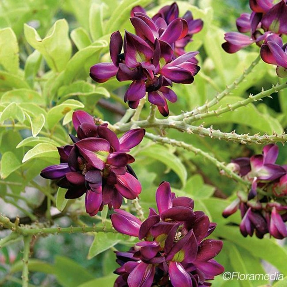Glycine d'été - millettia japonica satsuma 3l