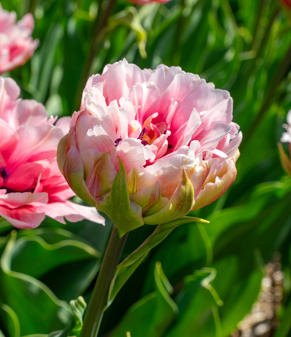 Gefüllte Tulpe 'Magic Sensation'