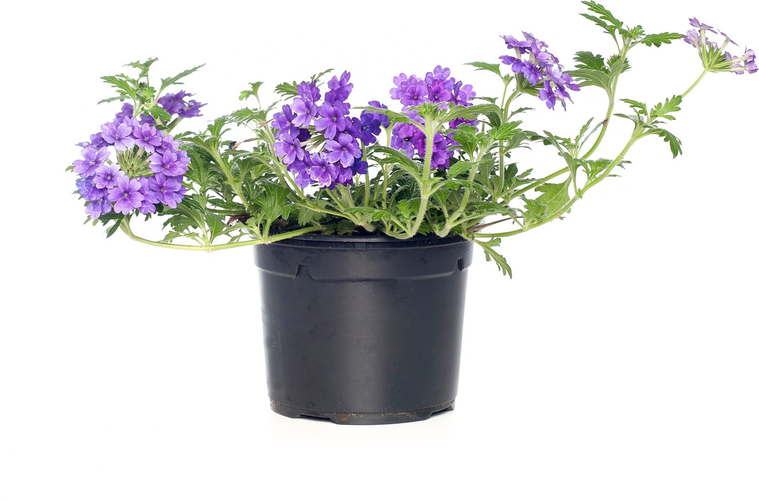 IJzerhard (Verbena ) D 13 H 15 cm