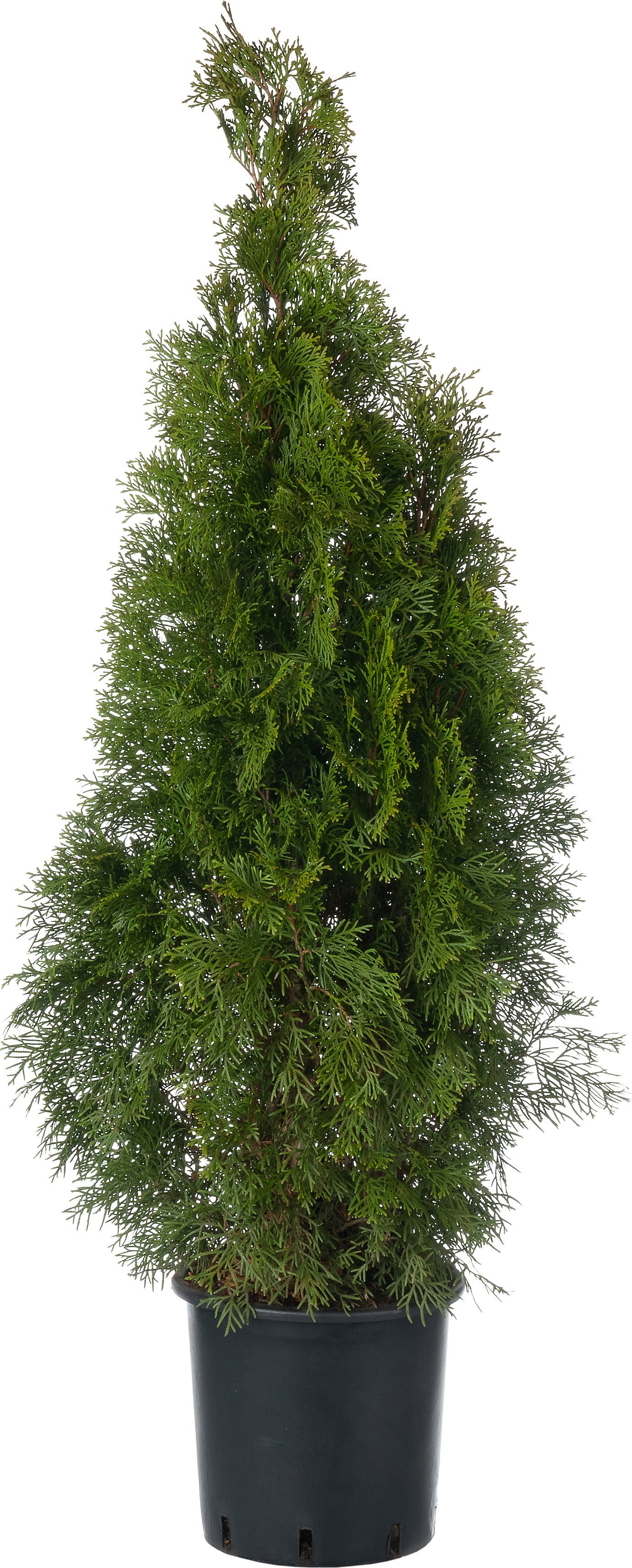 Levensboom (Thuja occidentalis 'Smaragd') D 23 H 80 cm