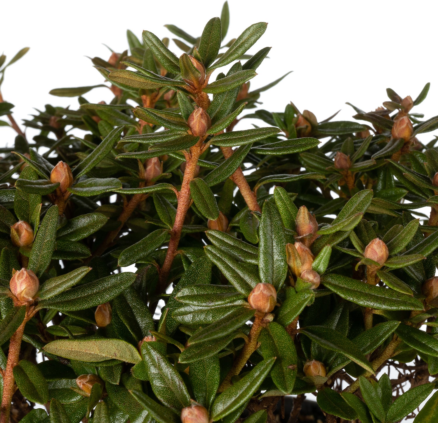 Dwerg Rhododendron (Rhododendron indicum 'Maggie') D 17 H 20 cm