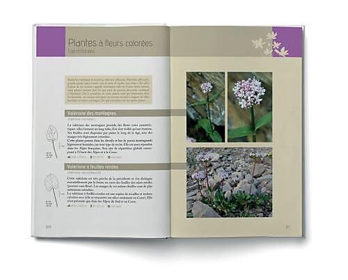 FLORA VERTICALIS