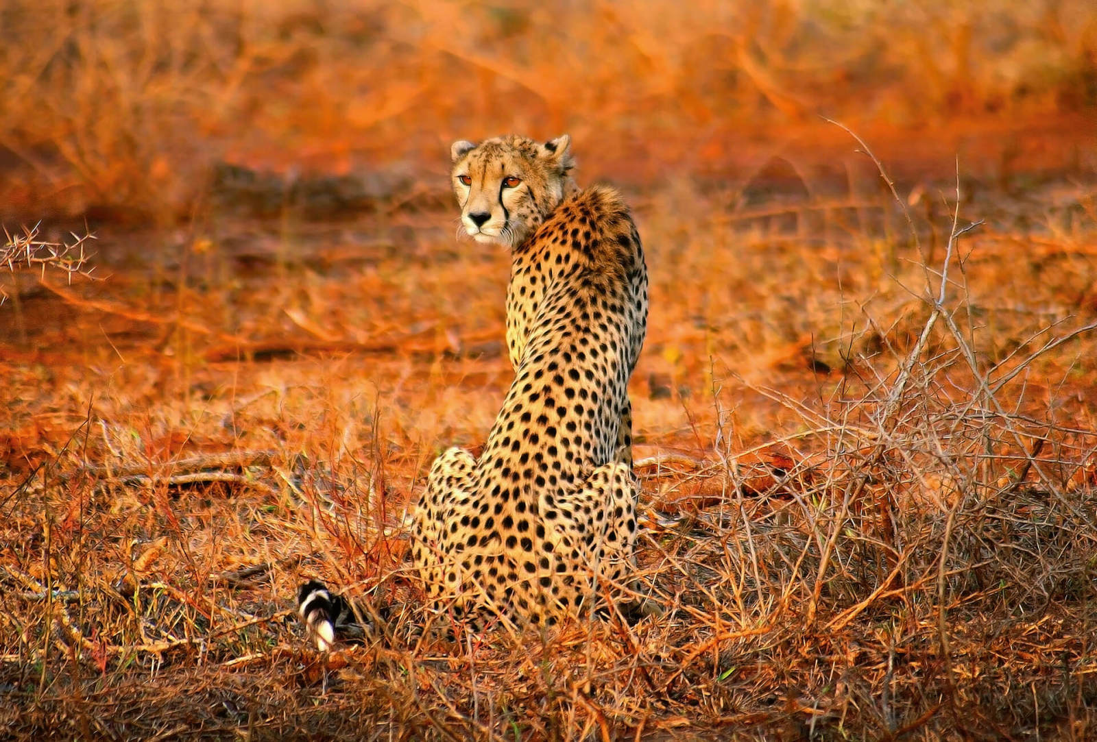 Fototapete DESIGNWALLS 2.0 - gelb-orange - Leopard - 2,6 Meter