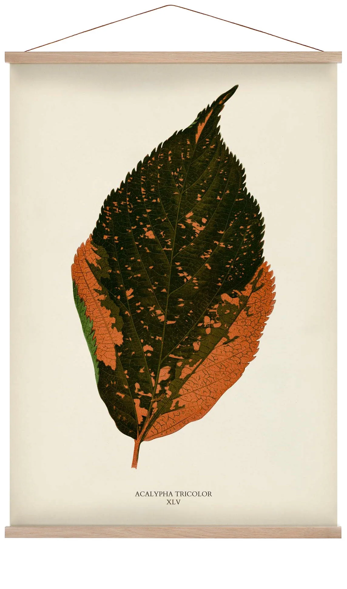 Acalypha Tricolor