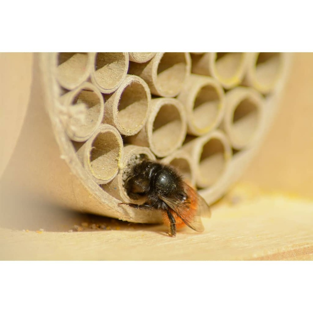 Maison à abeilles et pochettes en papier et trous