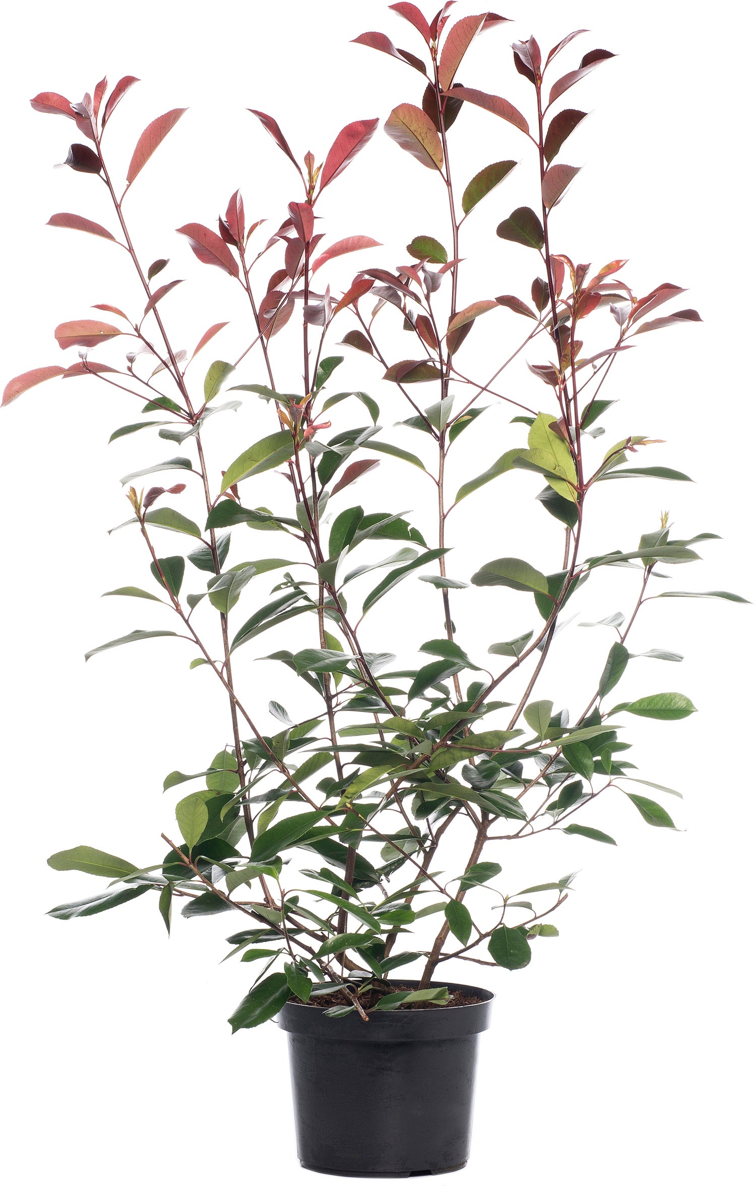 Glansmispel (Photinia x fraseri 'Red Robin') H 100-125cm