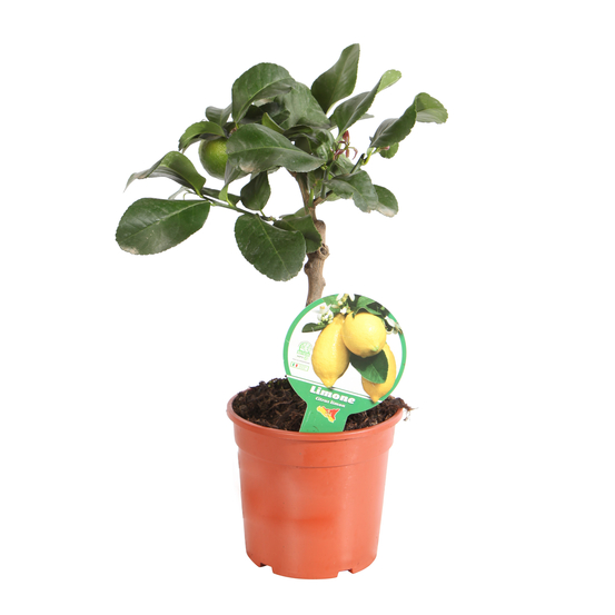 Citronnier : pot D15cm