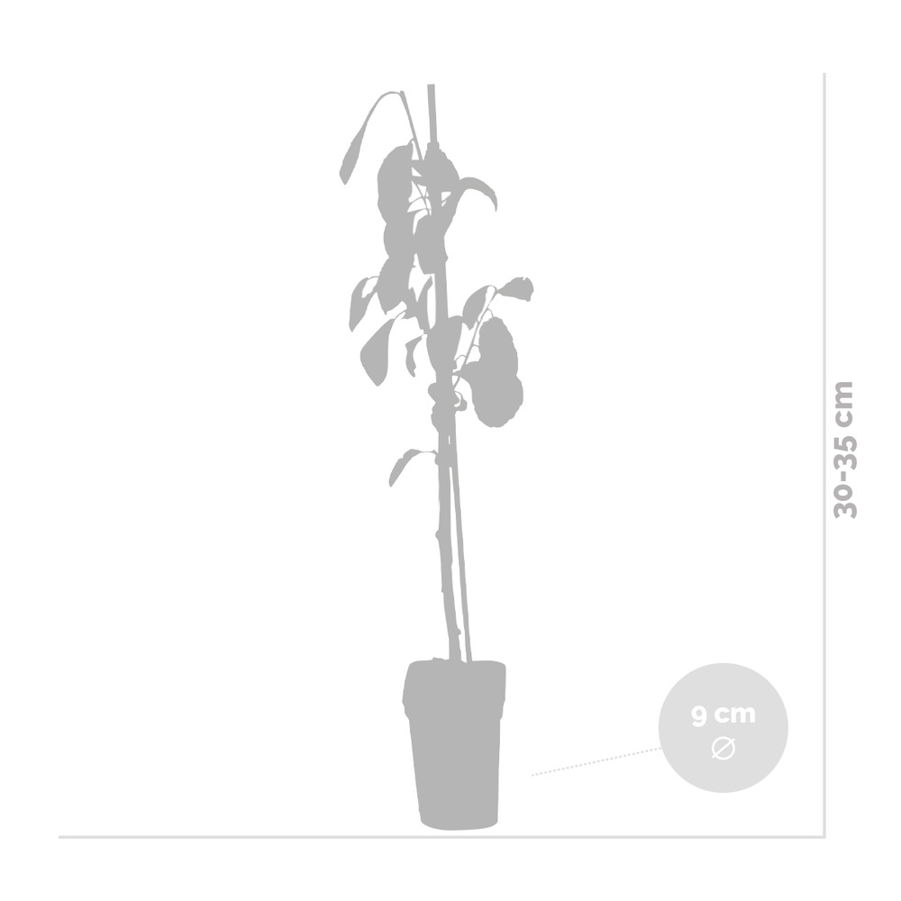 3x mini fruit mix – arbres fruitiers – facile d'entretien – ⌀9 cm - ↕30-35 cm
