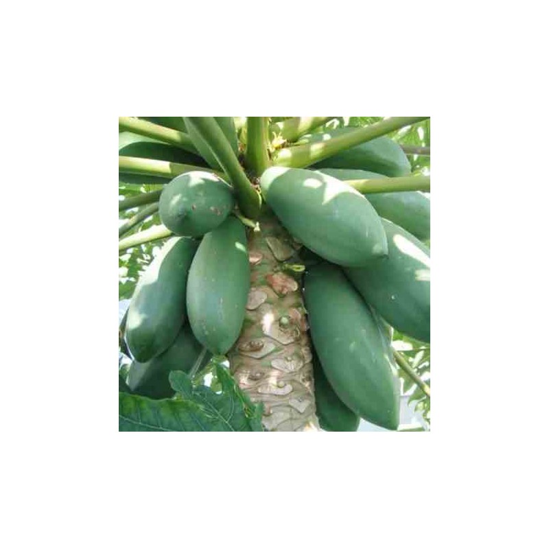 Papayer carica papaya var. Maradol taille pot de 7 litres ? 60/80 cm - rose