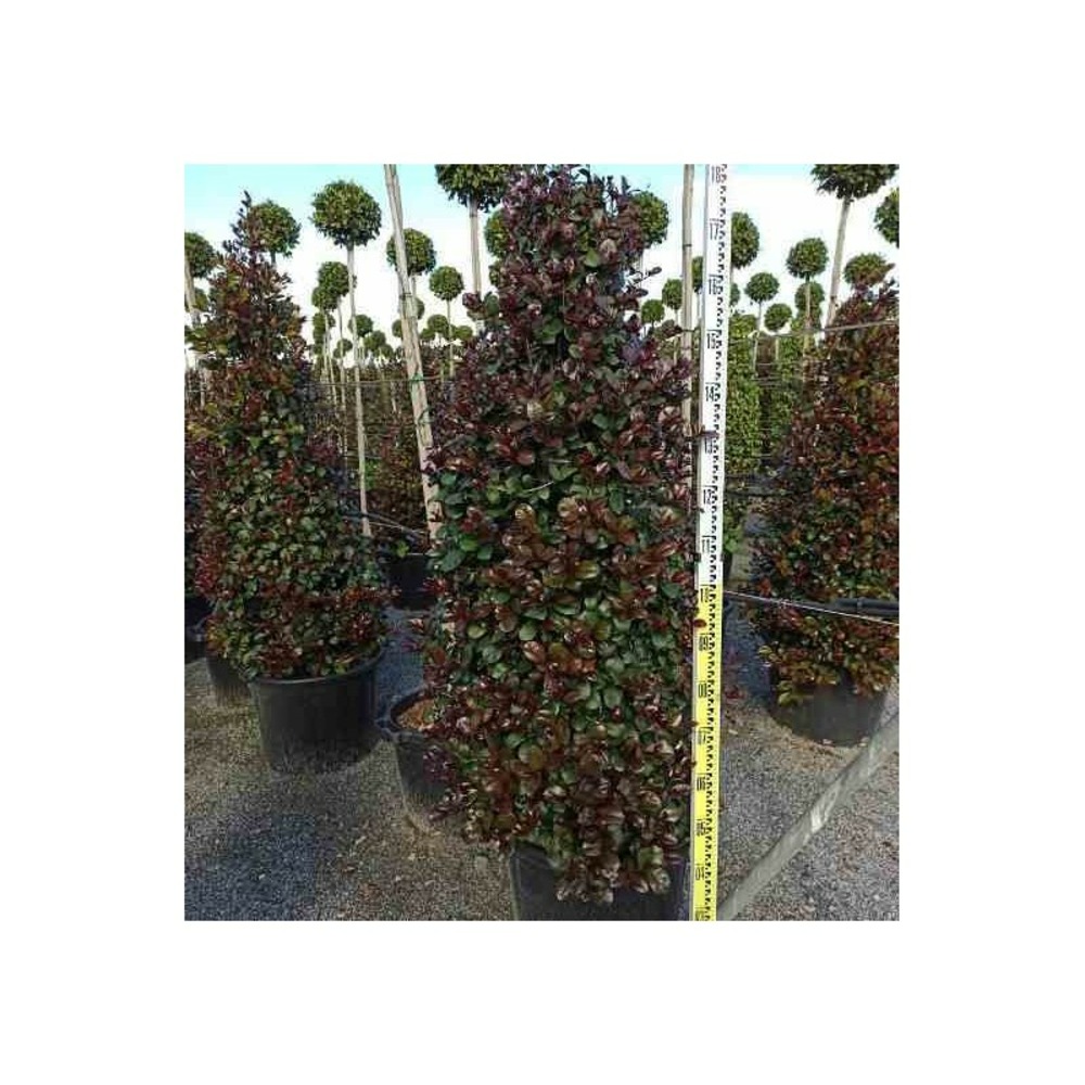 Eugenia uniflora 