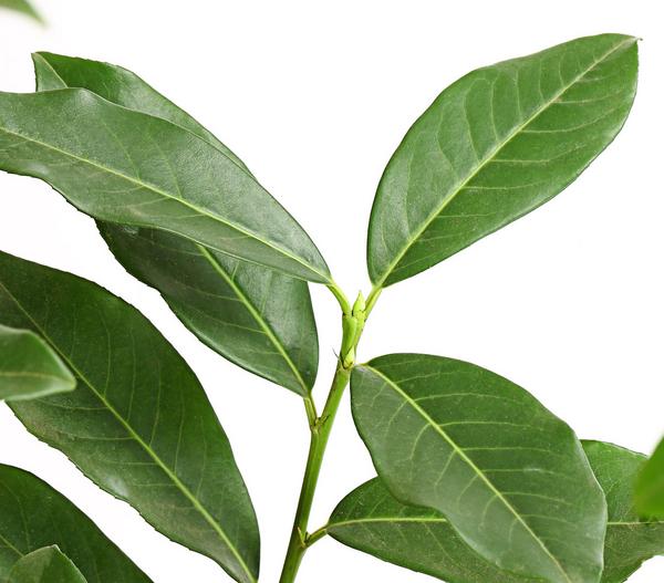 Kirschlorbeer 'Genolia'