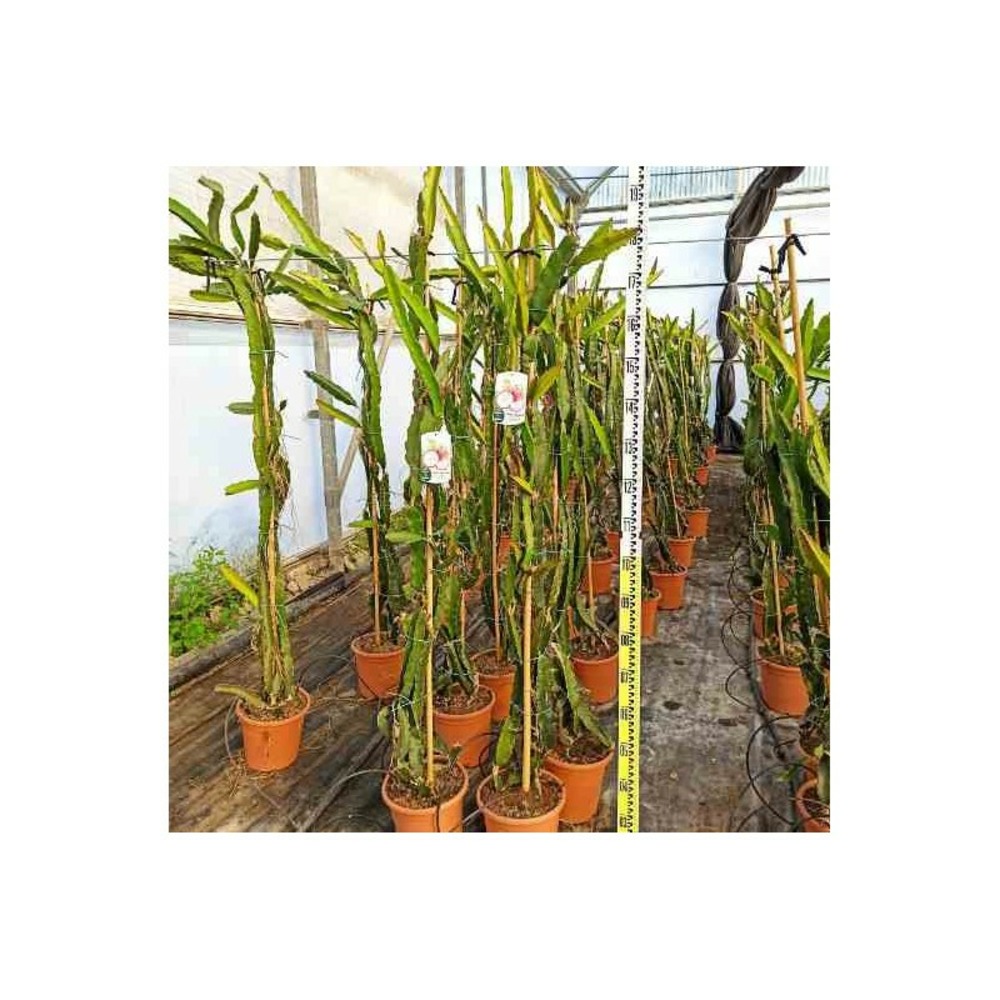 Pitaya hylocereus undatus (pitaya ou fruit du dragon) jaune - taille pot de 8l - 160/180cm