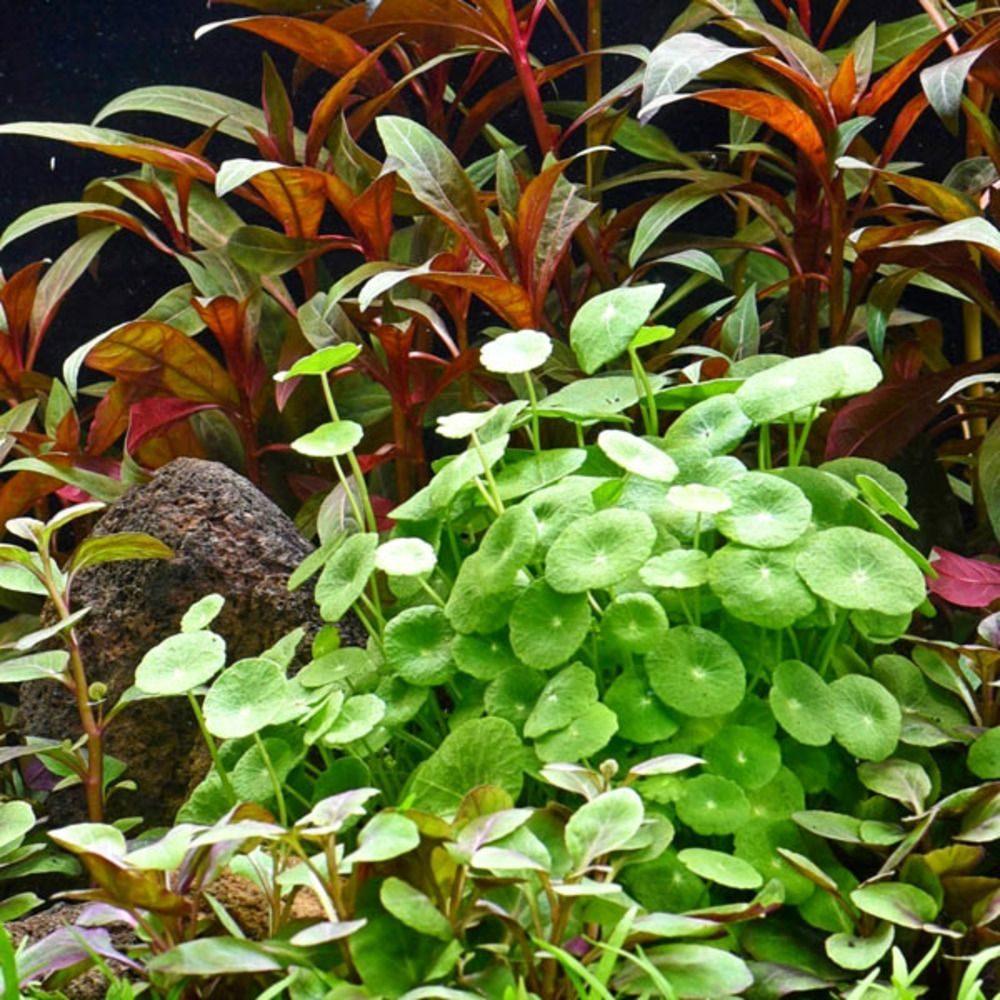 Hydrocotyle verticillata