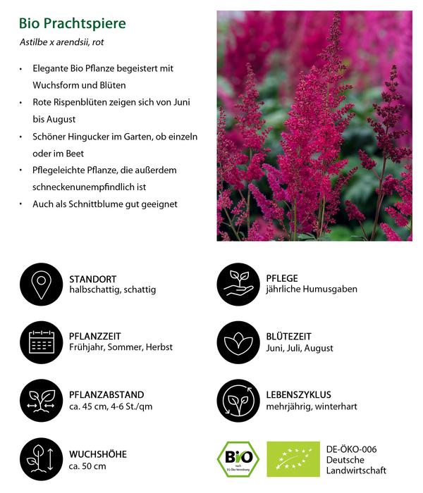 Bio Prachtspiere, rot