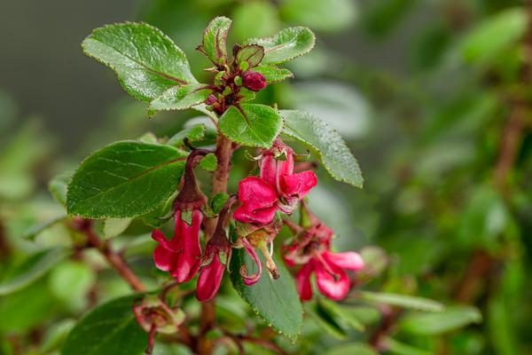 Andenstrauch 'Red Dream'