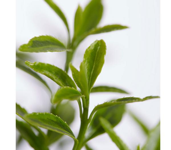 Kleinblättriger Spindelstrauch 'Microphyllus