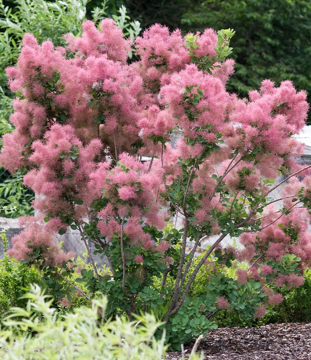 Perückenstrauch Cotinus 'Smokey Joe®'