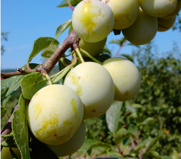 Mirabelle 'Nancy'