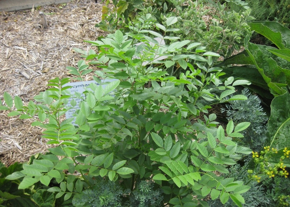 Réglisse glabre - 30 graines - avec substrat - glycyrrhiza glabra