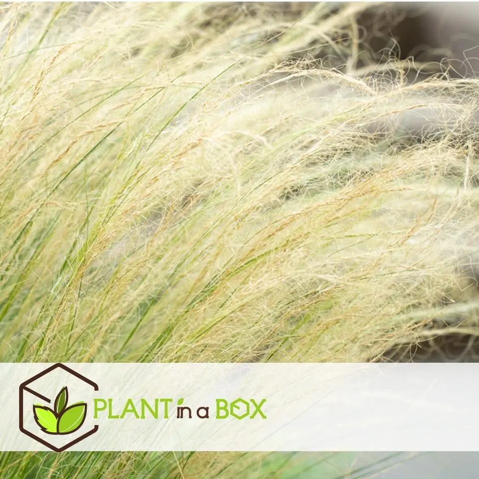 Vedergras - Set van 6 - Stipa tenuifolia 'Pony Tails' - Hoogte 20-30cm - ⌀9cm