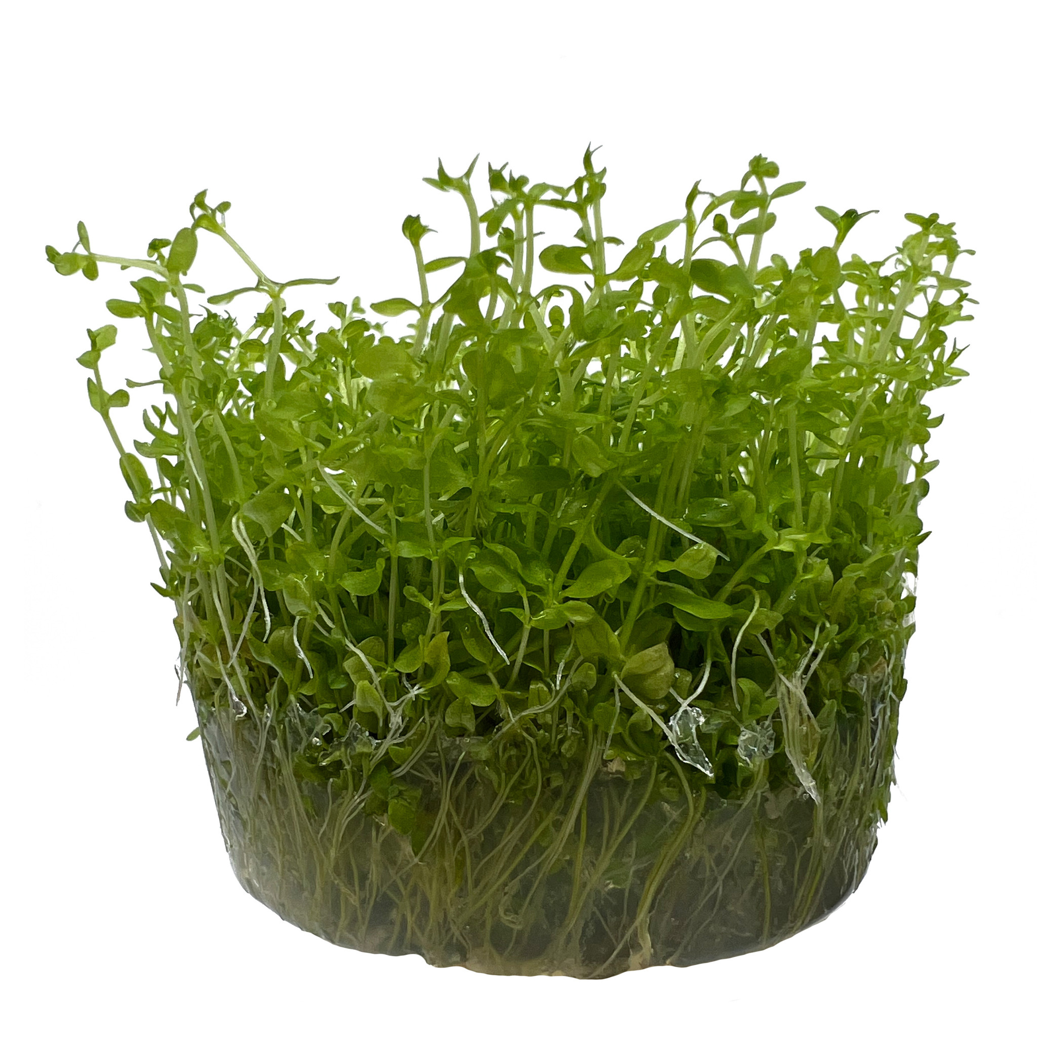Waterplant Micranthemum Tweediei montecarlo in-vitro