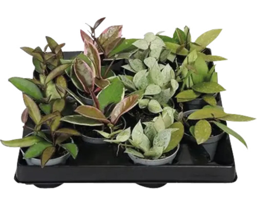 Waxbloemmix FloraSelf Hoya Ø 6 cm pot, diverse soorten