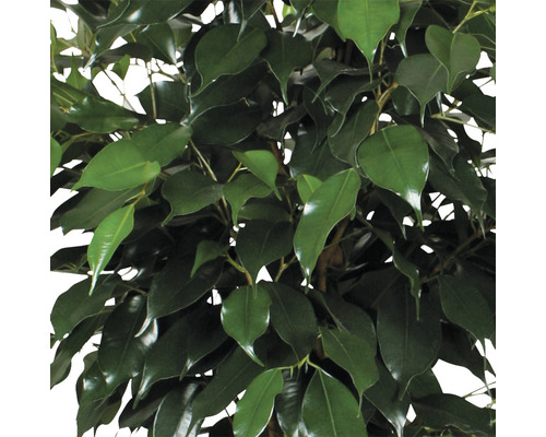 Ficus benjamina 'Danielle' (FloraSelf) H 110 cm Ø 21 cm pot