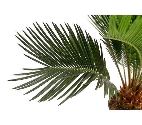 Sagopalmfarn - Cycas revoluta