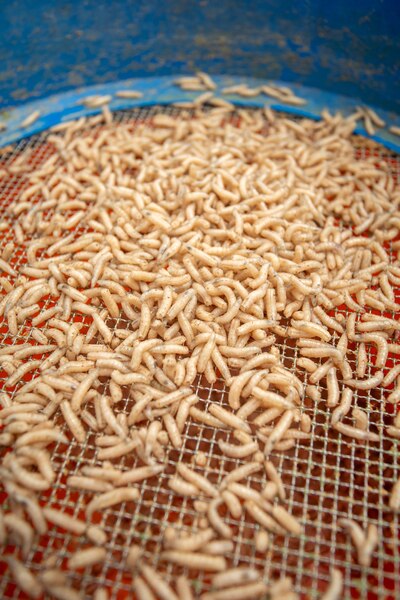 Liant en Poudre Sonubaits Maggot Glue (300g)