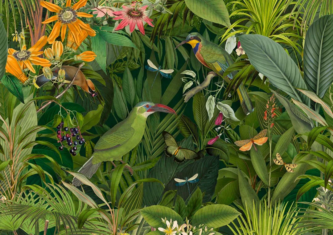Tropische Mitternachts-Dschungelvögel von Andrea Haase