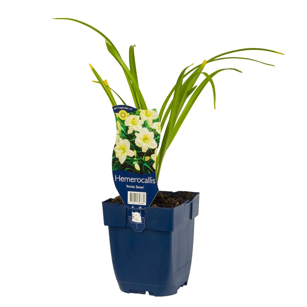 Hemerocallis 'Arctic Snow' Daglilje 'Artic Snow' Ø11 cm