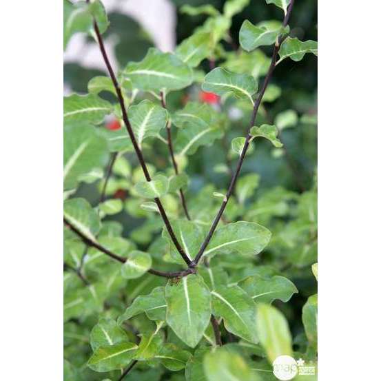 Pittosporum Tenuifolium : ctr 5 litres