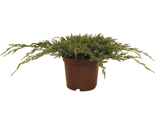 Grondjeneverbes FloraSelf Juniperus squamata 'Blue Carpet' H 20-30 cm Co 2 L