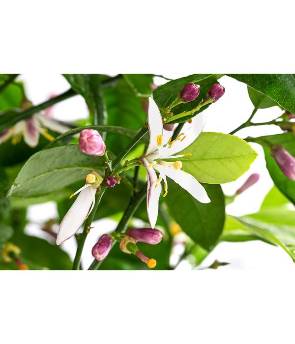 Rangpur-Limette 'Lima rossa'