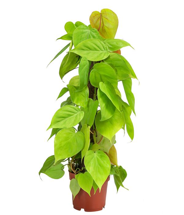 Baumfreund - Philodendron micans 'Lime' am