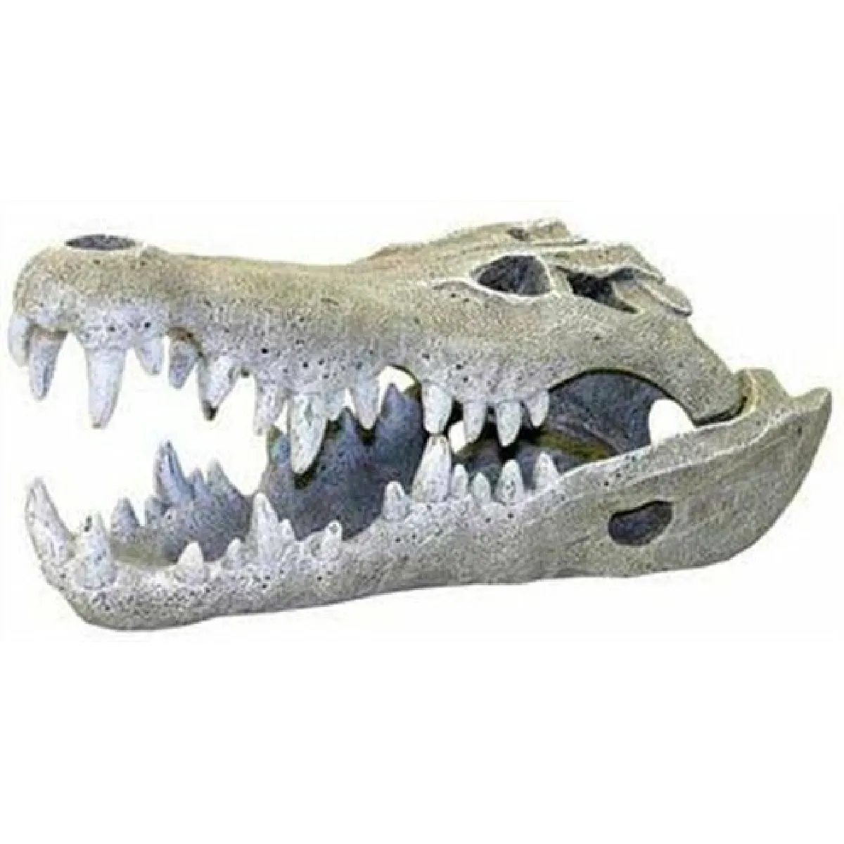 Eurovideo Vg Rosewood Crâne de Crocodile Petit