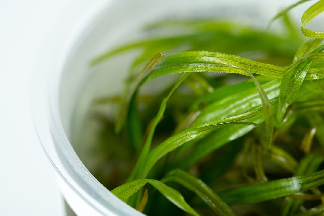 Waterplant Blyxa Japonica